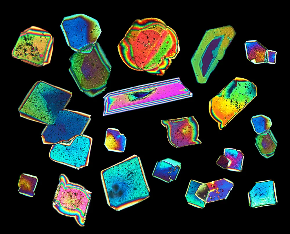 A microscopic photograph of fermented concord grape juice at 100x magnification. The crystals that form in concord grape juice create little islands of color fields when put against polarized light.